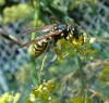 Polistes dominula